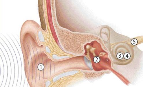 Так что же такое слух и как он работает?