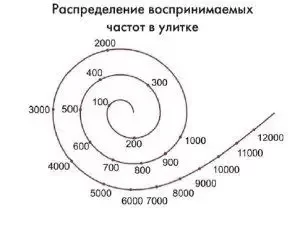 Аудиологический скрининг новорожденных методом отоакустической эмиссии (ОАЭ)