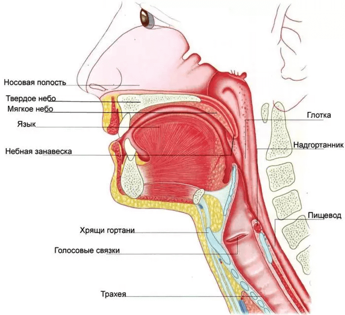 анатомия гортани фото